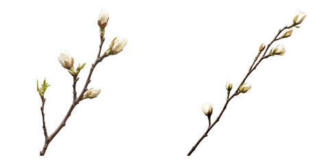 Delicate magnolia blooms on branches, a sign of springtime and renewal. The image evokes feelings of tranquility and the start of a new season. The subtle colors and focus create a sense of calmness.