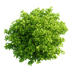 Fototapeta premium Round shrub with green leaves, symmetrical bush on transparent background, top view