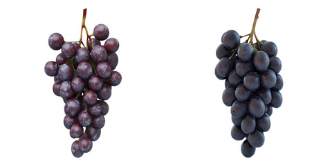 Two bunches of ripe grapes, one purple and one deep blue, against a simple backdrop, ready to enjoy