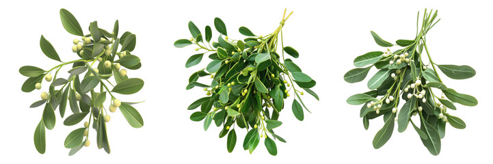 Close-up shot of three bunches of fresh green mistletoe with berries