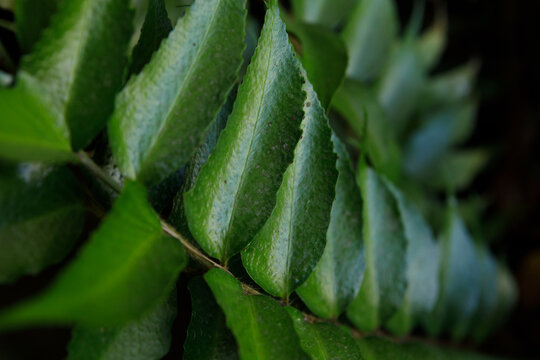 background with green fern leaves
