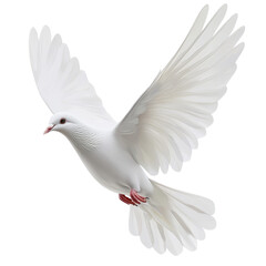 Fototapeta premium Elegant white dove soaring gracefully against a pristine backdrop