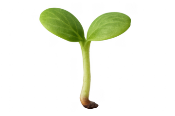 Young green plant seedling sprouting representing new life and growth