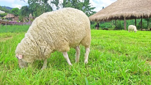 The lifestyle of free-range sheep in a cafe.
