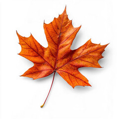 Fototapeta premium A single orange maple leaf against a white background.