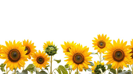 Fototapeta premium A vibrant sunflower field with yellow flowers and green leaves against a white background.