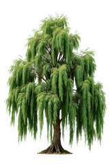 Willow Tree — Isolated on transparent png Background