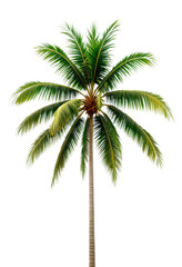 Tropical Palm Tree — Isolated on transparent png Background
