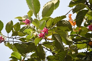 red berries on a tree