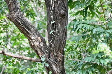 tree in the forest,tree, forest, nature, green, branch, wood, trees, park, trunk, leaves, old, oak, plant, spring, leaf, natural, summer, branches, foliage, bark, outdoors, big, pine, autumn, growth