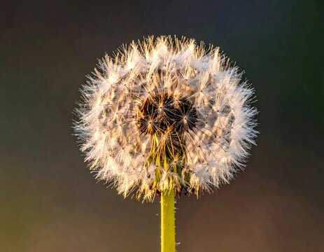 Close-up of a dandelion seed head illuminated by sunlight against soft background