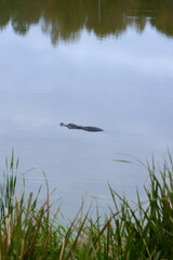 Alligator Swimming in Calm Water