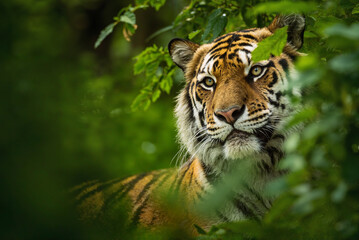 Hidden Predator in Dense Forest