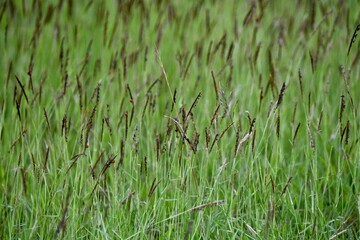 green grass in the wind