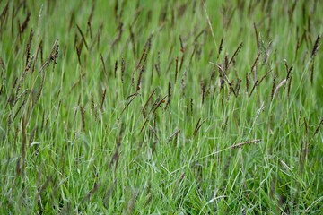 green grass in the wind