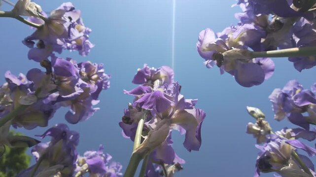 Camera moves up along long stems to iris flowers swaying in wind against blue sky with bright sunray on sunny day, backlit by sunshine. View from below of iris flowers in sky background with sunbeam