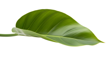 Single vibrant green tropical houseplant leaf isolated on white background for design