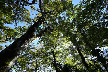 Climbing Mt. Daisen, Tottori, Japan