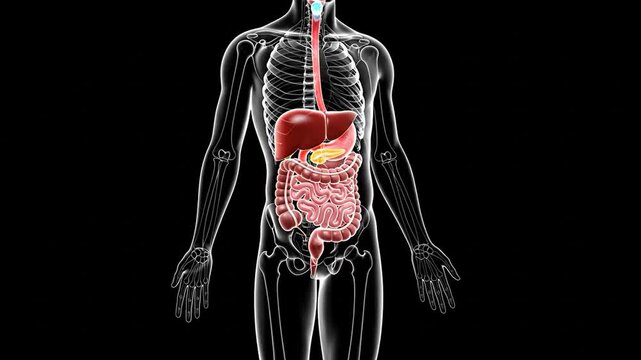 Human digestive system highlighted, medical illustration, front view, black background