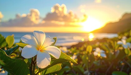 White Plumeria Flower in Sunlight with Ocean and Mountain Background During Golden Hour
