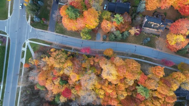 Aerial view of a residential neighborhood covered in autumn leaves - Vue a&eacute;rienne d'un quartier r&eacute;sidentiel recouvert par les feuilles d'automne