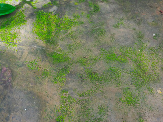 Moss on rocks in the forest close up for nature background moisture    