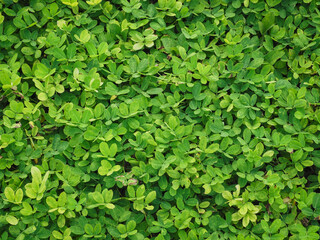 Obraz premium arachis pintoi on the ground close up for nature background in the garden