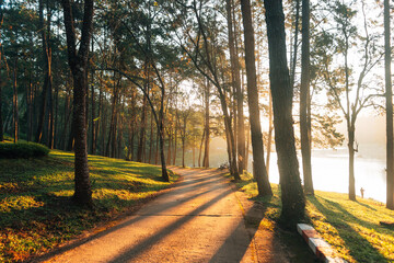 Naklejka premium Bright sunlight shines down on the pine forest road, a magical forest in the morning light.