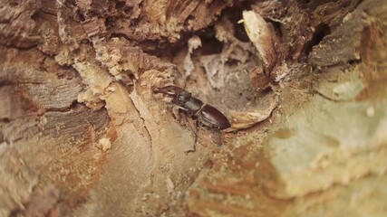 Stag Beetle with big horns moves inside trunk of decayed tree. Male European Greater Stag Beetle (Lucanus cervus) with its enlarged mandibles, seeks shelter in rotten stump of an old wood