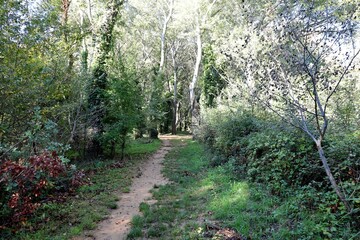 Chemin en forêt