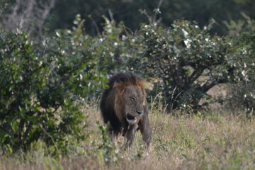 male lion