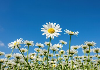 Bright field of cheerful white daisies with yellow centers under clear sky, signaling the joyful arrival of spring season ,sunny ,delicate ,beautiful