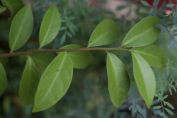 Green leaves of Lemonvine.
 (Pereskia aculeata) in the garden. Close-up view.