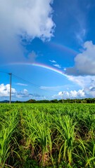 Bright rainbow arches over field of tall grass under a sky of blue and white clouds