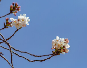 ソメイヨシノ桜4ー701