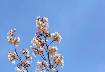 ソメイヨシノ桜4ー671