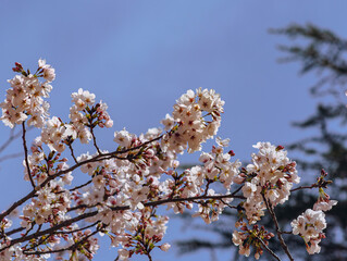 ソメイヨシノ桜4ー541