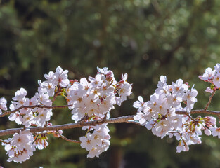 ソメイヨシノ桜4ー751