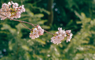 ソメイヨシノ桜4ー511