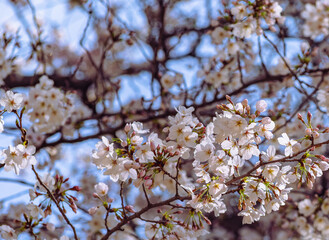 ソメイヨシノ桜4ー721