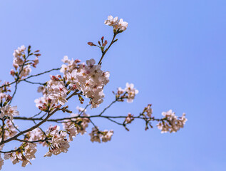 ソメイヨシノ桜4ー24