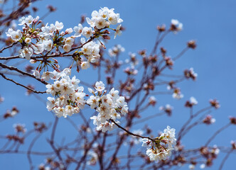 ソメイヨシノ桜4ー14