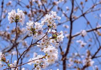 ソメイヨシノ桜4ー19