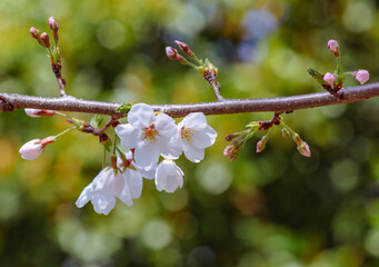 ソメイヨシノ桜4ー10