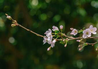 ソメイヨシノ桜4ー5
