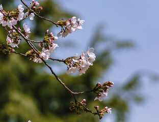 ソメイヨシノ桜4ー12