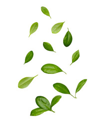 abstract composition of many small, isolated green leaves floating and scattered, captured gracefully against a dark transparent background.