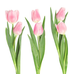 elegant photograph featuring three separate vibrant single pink tulip flowers with long green stems and fresh pointed leaves, isolated on a transparent background.