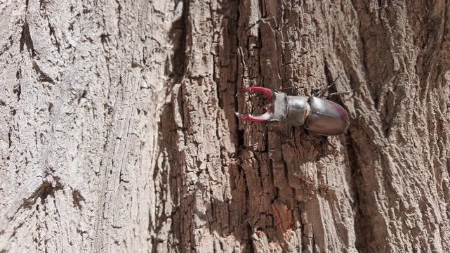 Close-up of European Greater Stag Beetle (Lucanus cervus) climbing along trunk of an old tree. Male Stag Beetle with big horns moves textured tree bark in bright sunny day.