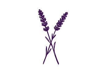 Lavender hand drawn simple sketch vector illustration © Shutoda